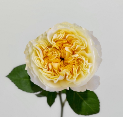 Rosa Ecu. Antonia Garden 60cm