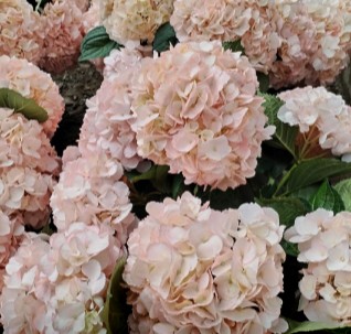 Hortensia Select Tint. Bridal 60cm 15/16 Rs.
