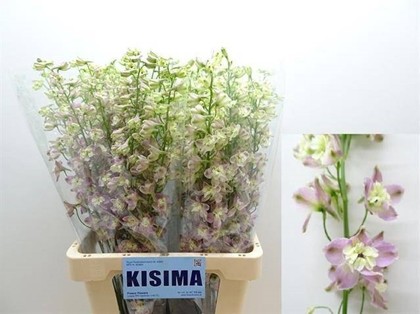 Delphinium En Trick Pink 50cm "T10"
