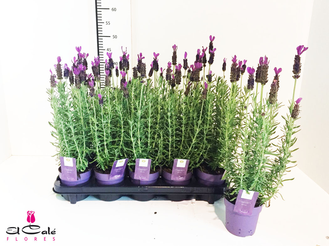 P. Lavanda S Anouk 12/35cm "CC10"