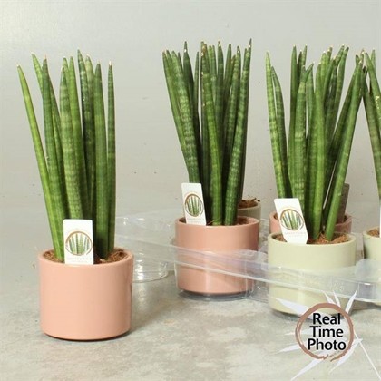 P. Sanseviera Cylindrica 12/40cm "CC6" -Maceta ceramica-