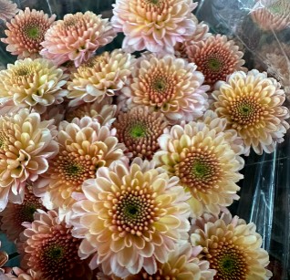 Margarita Col. Sasaki peach