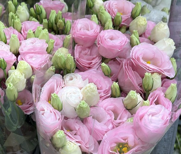 Lisiantus Italia Corelli Ligth Pink 70cm