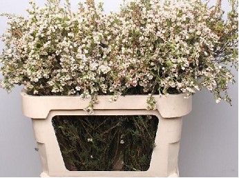 Flor Cera Hol. Maya 50cm 10gr "T25"