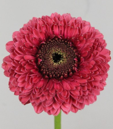 Gerbera Mini Hol. Gerponi Gonzo "T20"