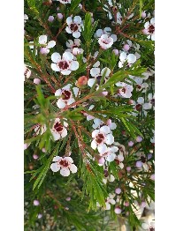 Flor Cera Hol. Un Luna 50cm 20gr Bl. "T25"