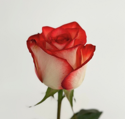 Rosa Hol. Blush 50cm A2
