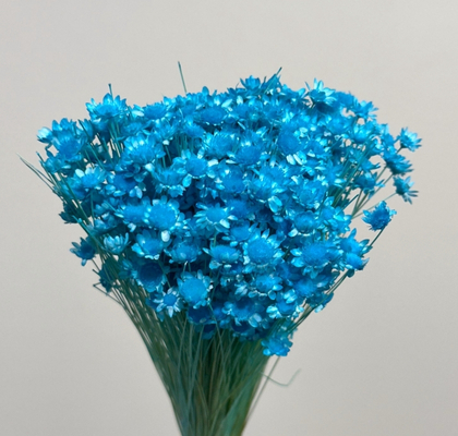 Glixia Seca Azul 45cm 50g