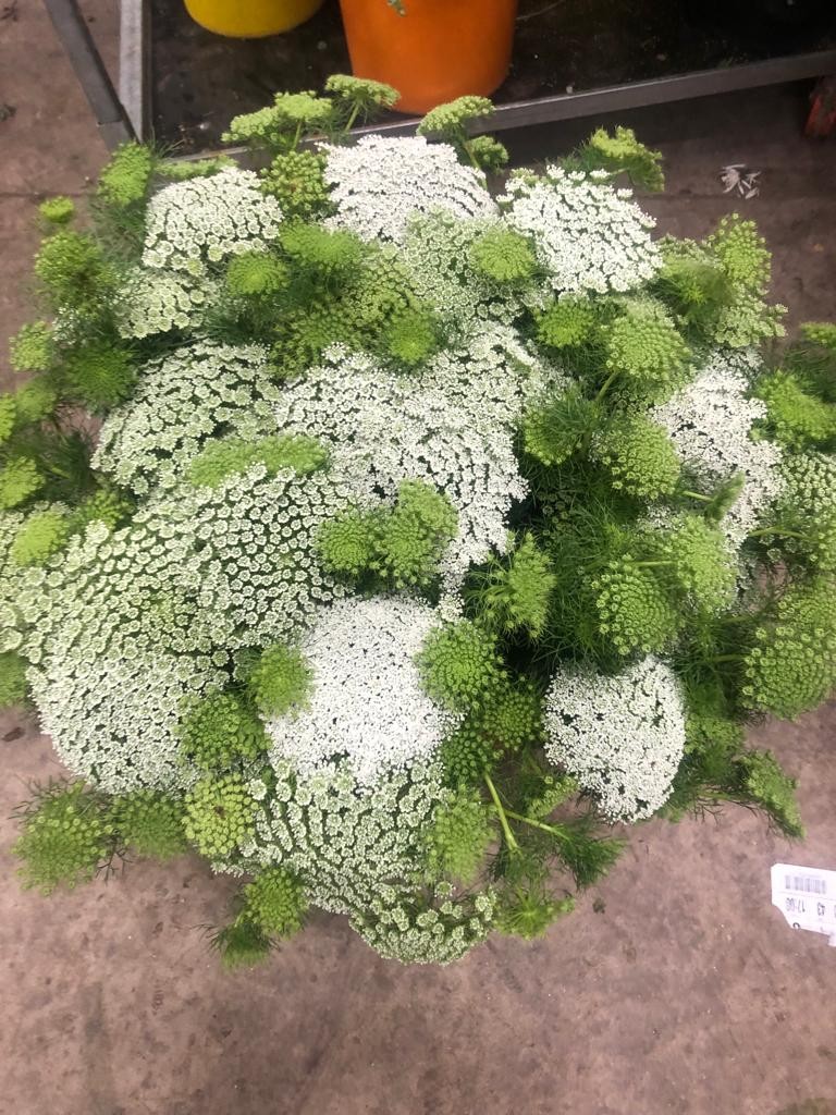 Ammis Nacional "CH" 75cm Paq. (7 Dias - 2)