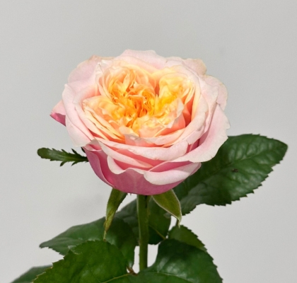Rosa Hol. Notting Hill 50cm rs. (7 Dias - 2)
