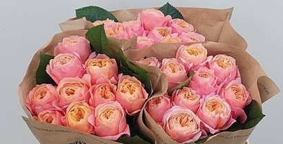 Rosa Dorset 50cm Coral (7 Dias - 2)