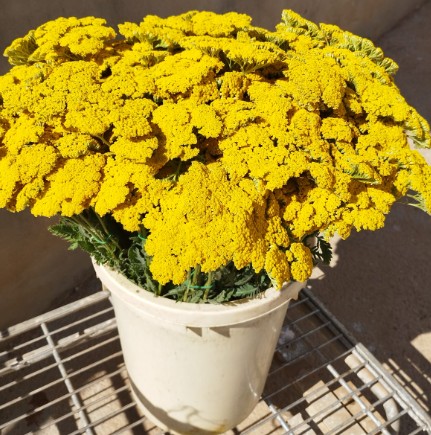 Achilea Nac. Amarilla 70cm (7 Dias - 2)