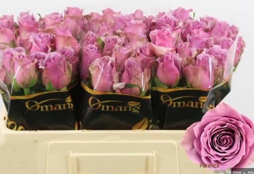 Rosa Hol. Paranita 50cm (7 Dias - 2)