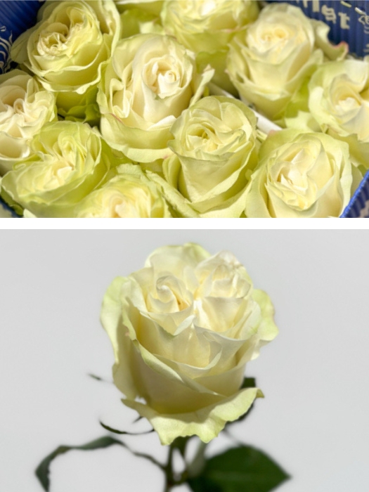Rosa Col. Moonstone 60cm (7 Dias - 2)