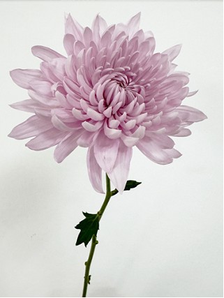 Uniflor Col. Yerevan Rosa (7 Dias - 2)