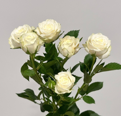 Ramificada Milky Way 40cm Bl. (7 Dias - 2)
