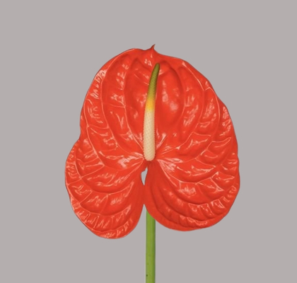 Anthurium Hol. Sun Eye 13  "CC12" (7 Dias - 2)