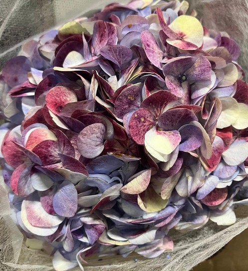 Hortensia Premium Tint. Antic Green Lavanda 60cm 17/18 (7 Dias