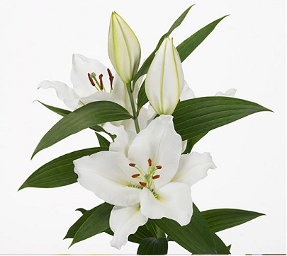 Oriental Hol. Bl. Monteneu 75cm 2/3 fl. (7 Dias - 2)
