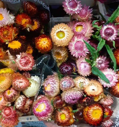 Helichrysum Ov. Mixto 70cm