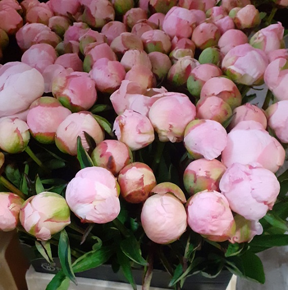Peonia Hol. Albert Crousse 60cm "AAA" Rs