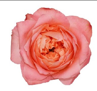 Rosa Ecu. Dragonfly 90cm