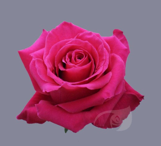 Rosa Ecu. Queenberry 90cm Fu
