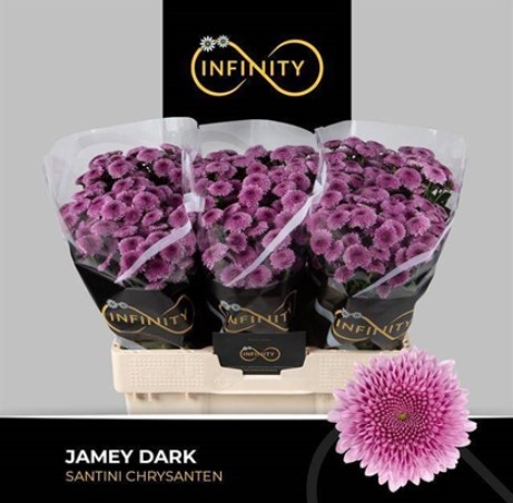 Santini Jamey Dark 120gr "T25" Mor.