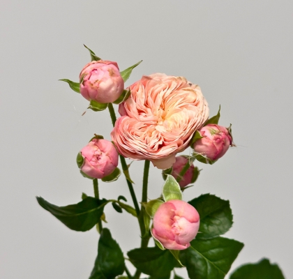 Ramificada Royal Blush 50cm 35gr "Premium"