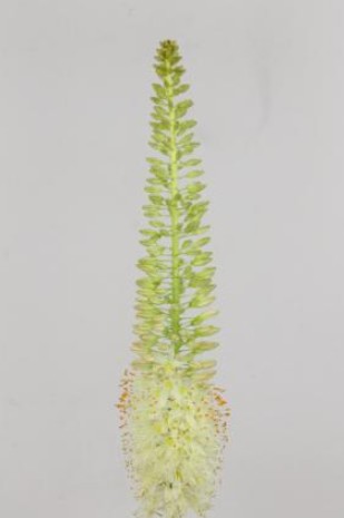 Eremurus Hol. Line Dance 80cm (20cm flor)