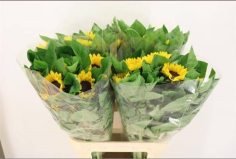 Girasol Hol. Vincents Choice 90cm