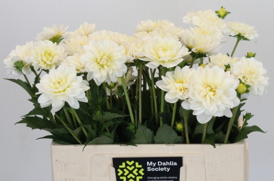Dalia Hol. White Onesta 50cm "CC40"