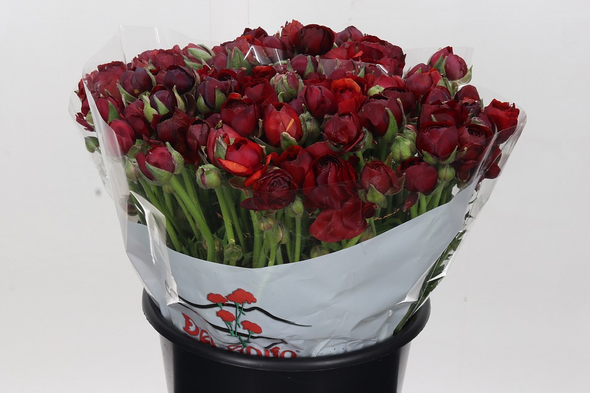 Ranunculos Hol Elegance Chocolat 45cm