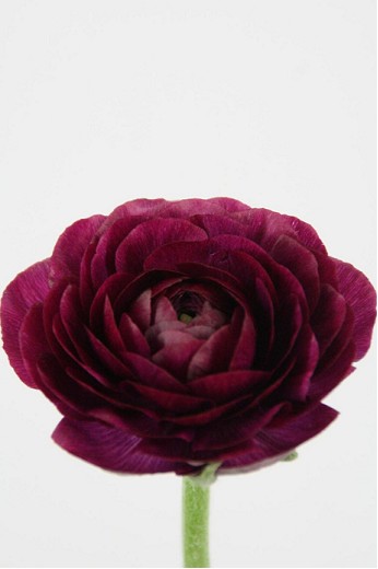 Ranunculos Hol. El Violet 45cm 35gr