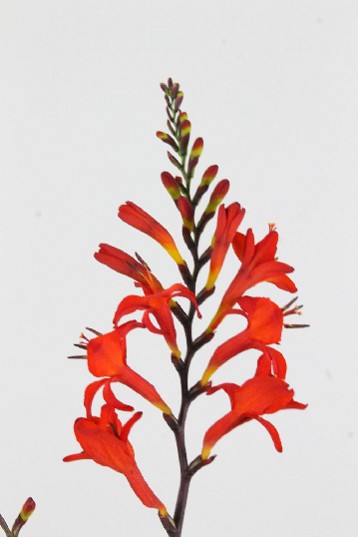 Crocosmia Hol. Lucifer 80cm