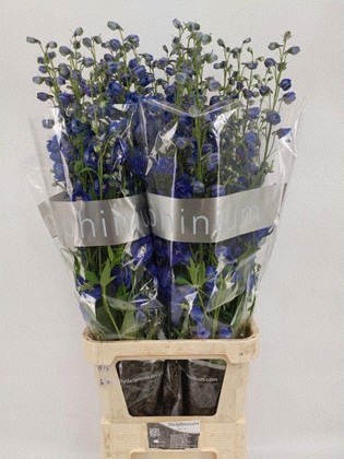 Delphinium Hol. El Delphis Blue Emerald 110cm "T10"