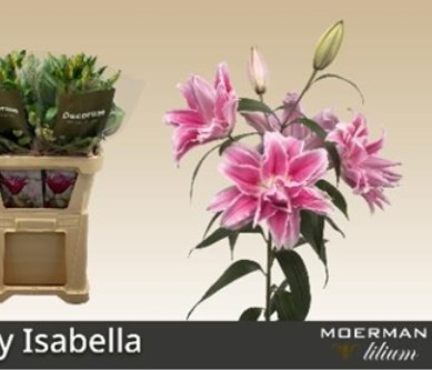 Oriental Hol. Rs. Doble Rl. Isabella 90cm 3/4 fl.