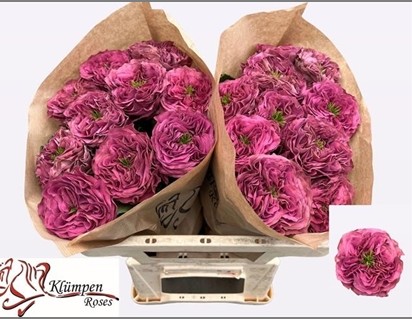 Rosa Hol. Purple Delight 40cm