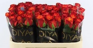 Rosa Hol. Touchee 70cm