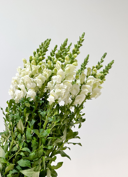 Antirrhinum Hol. Poto ivory  60cm bl