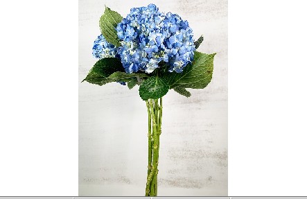 Hortensia Col. Tintada Azul 60cm 17cm