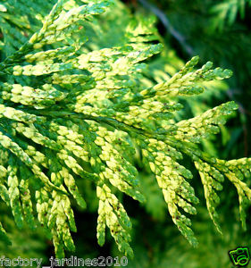 Tuya Bicolor (7 Dias - 2)