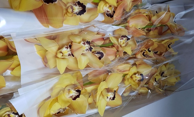 Cymbidium Cooksbridge Am 60cm (7 Dias - 2)