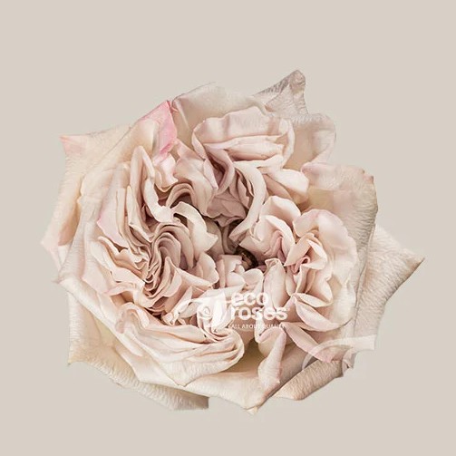 Rosa Col. Westminster Abbey 50cm (7 Dias - 2)