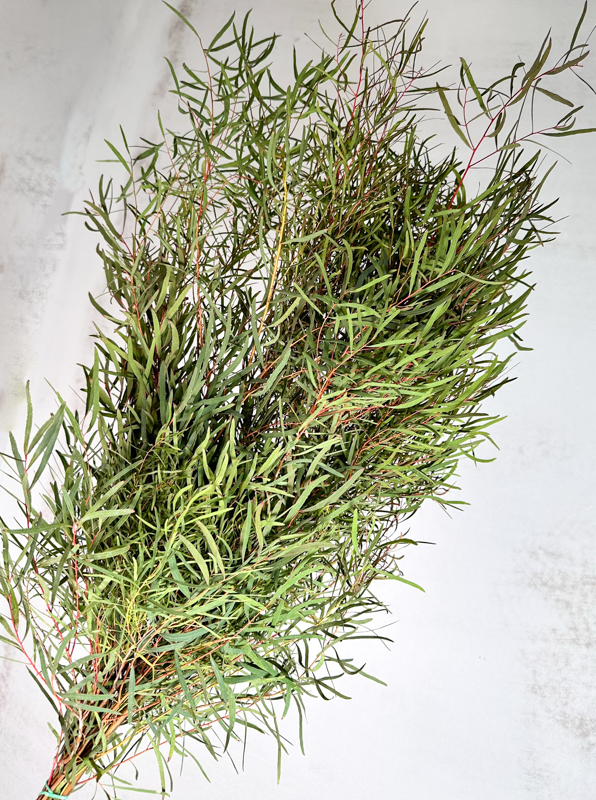 Eucalipto Italia Nicholii 70cm 300gr (7 Dias - 2)