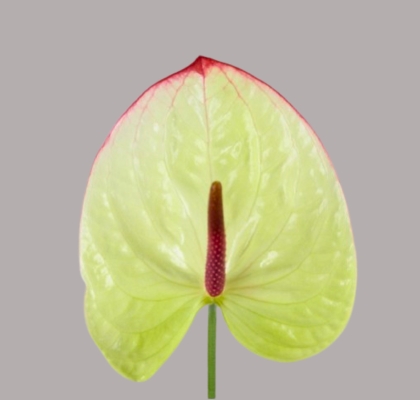 Anthurium Hol. Kaseko 11  "CC16" (7 Dias - 2)