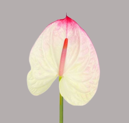 Anthurium Hol. Lybra Bic. 13  "CC12" (7 Dias - 2)