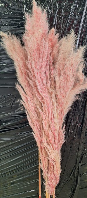 Cortaderia Hol. Tintado Pink 120cm "T5"