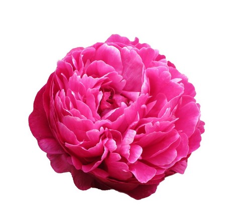 Peonia Hol. Avis Varner 60cm Fuc.