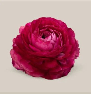 Ranunculos Ecu. Elegance Fucsia 45cm